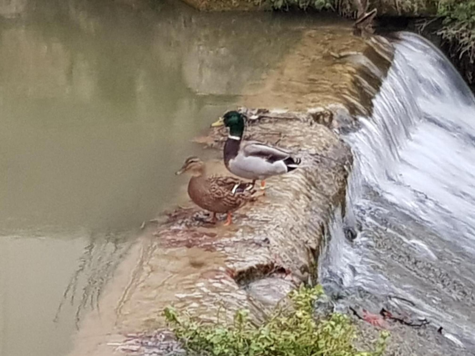 A duck standing on a rocky ledge by a flowing stream.