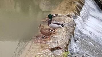 A duck standing on a rocky ledge by a flowing stream.
