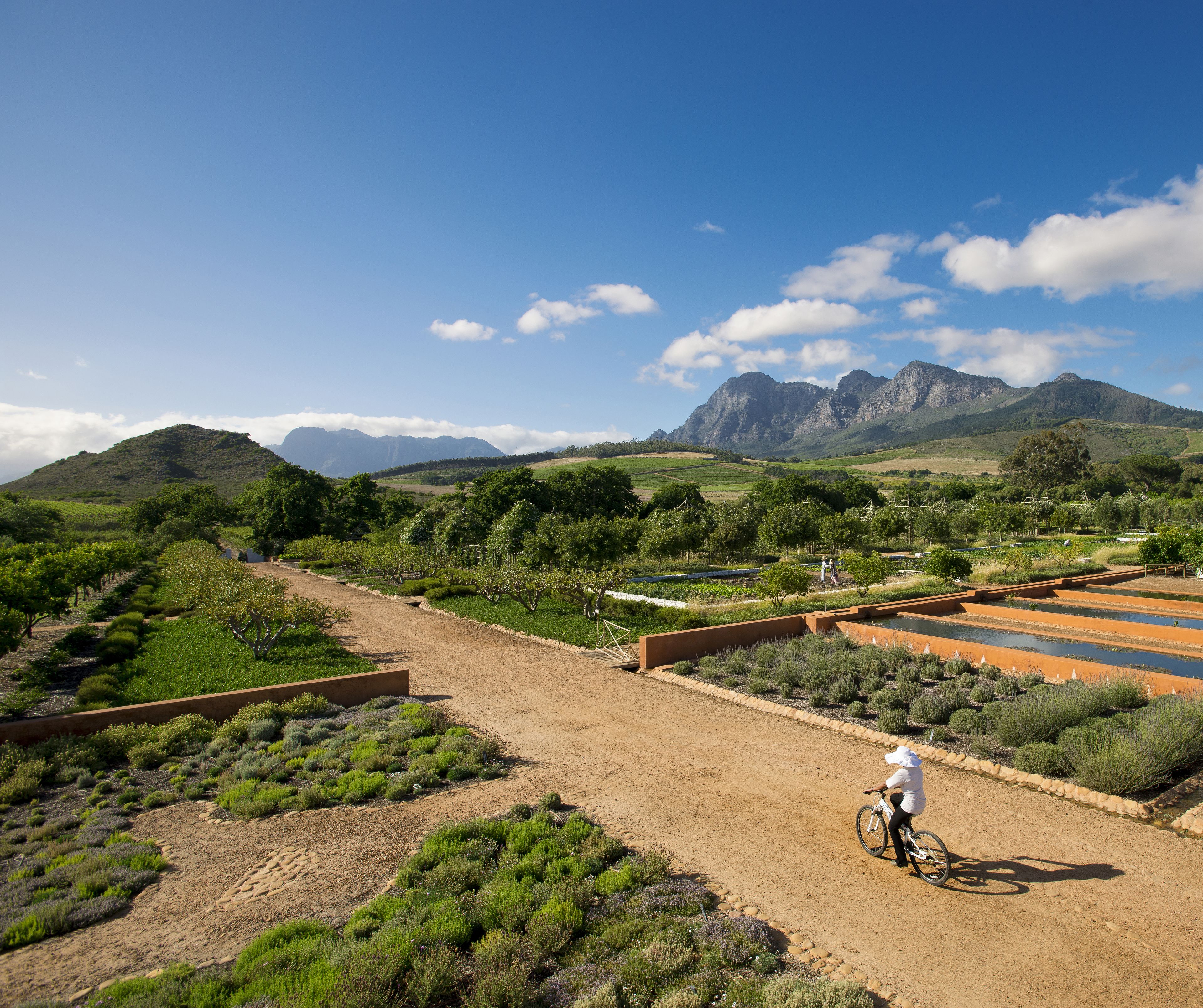 A person riding a bicycle on a dirt path in a vineyard with mountains in the background.