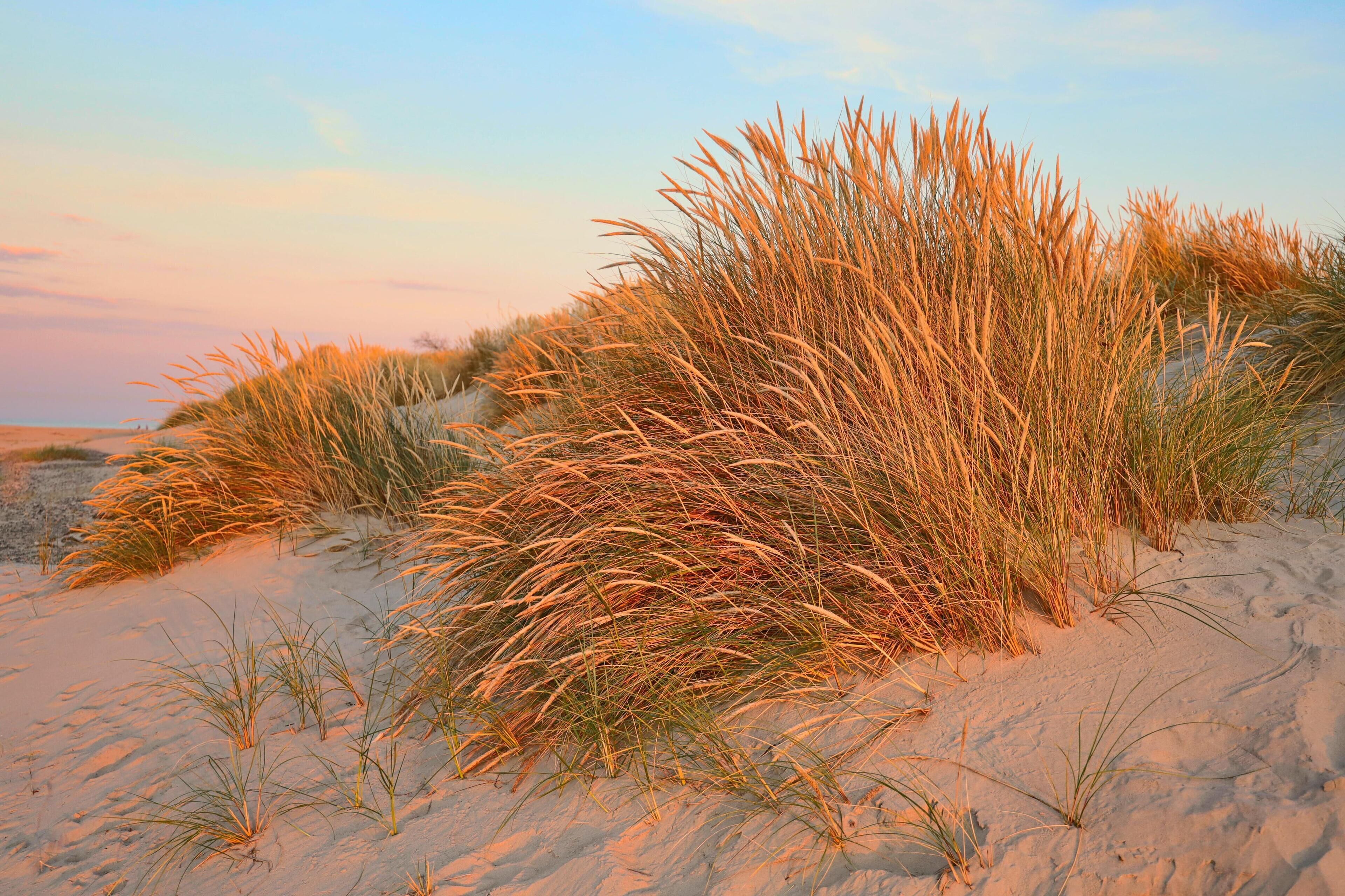 A sandy beach with tall grasses and dunes.