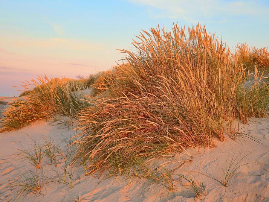 A sandy beach with tall grasses and dunes.
