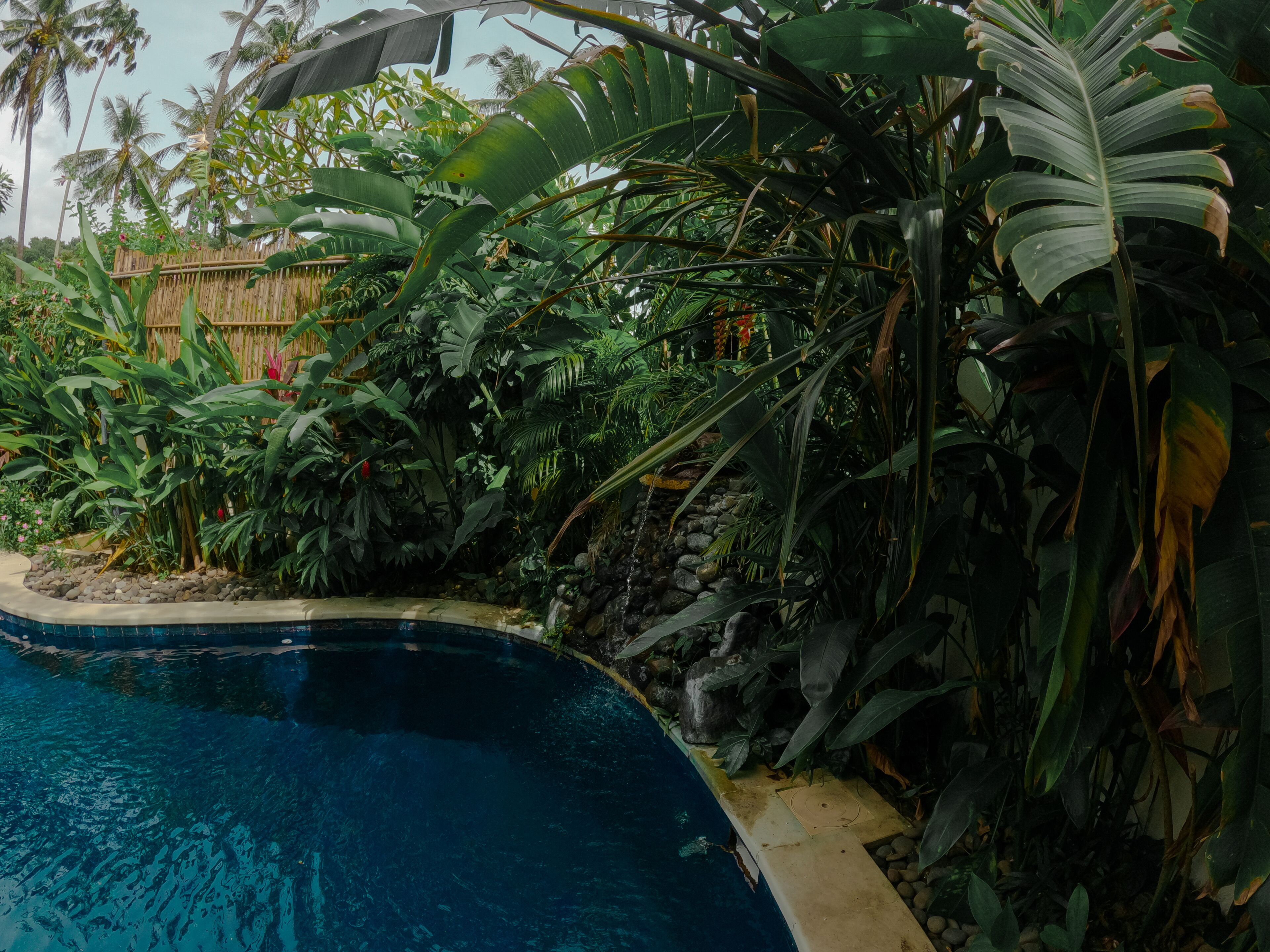 Una piscina rodeada de exuberante vegetación tropical, con hojas de plátano grandes y palmeras.