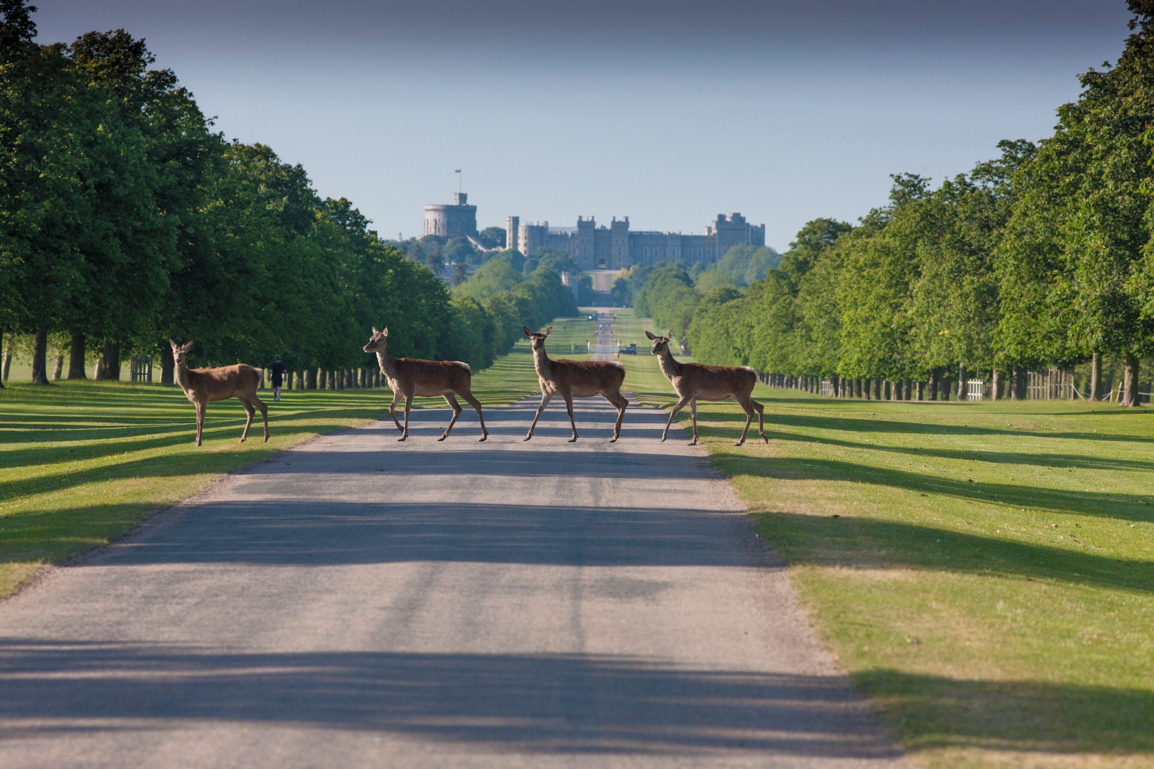 Photo - Holiday Inn Express Windsor by IHG