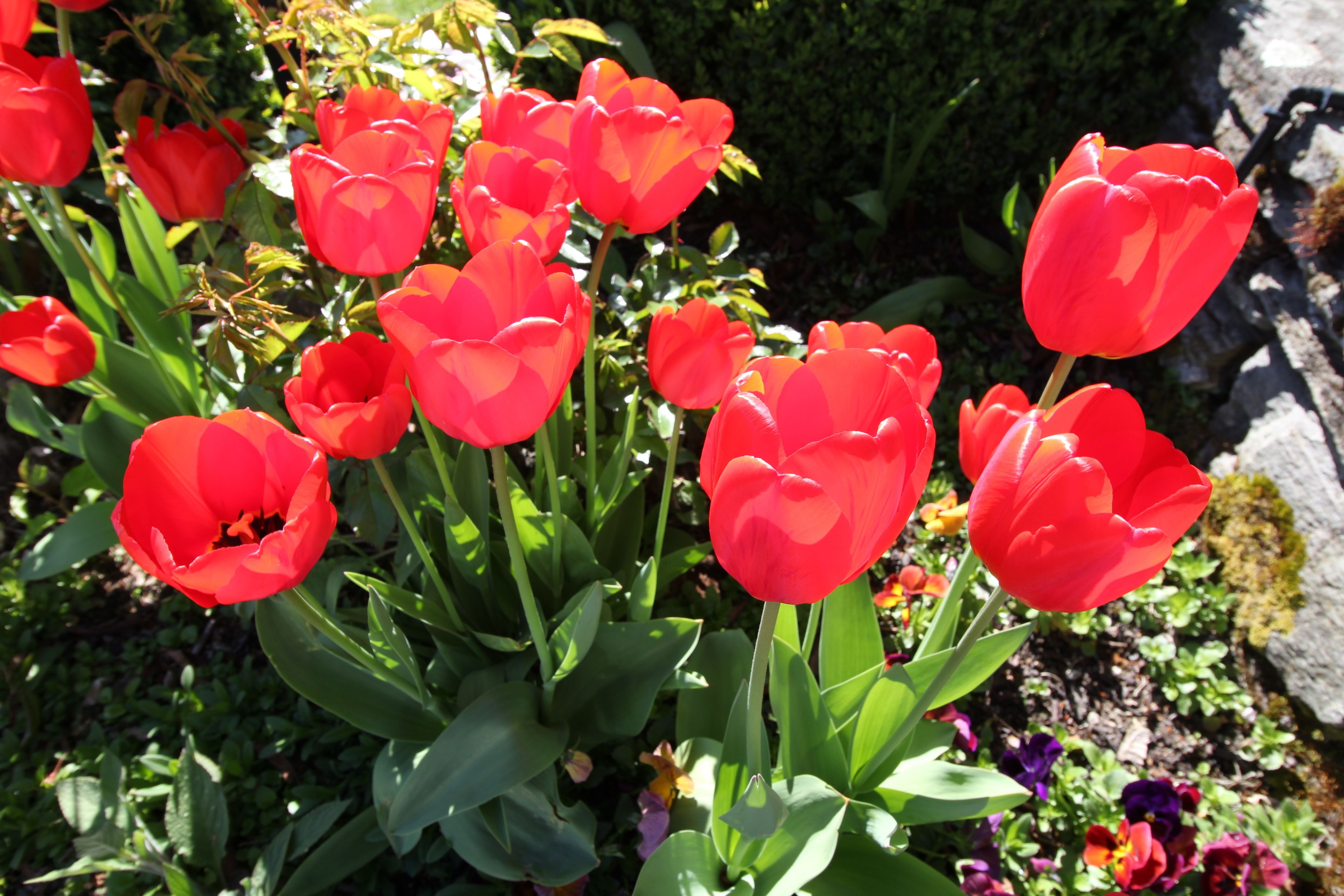 Foto - Chalet Queenstown