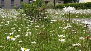 A field of daisies in front of a building with balconies and a clear sky. - Hotel Schweizerhof Engelberg (Engelberg)