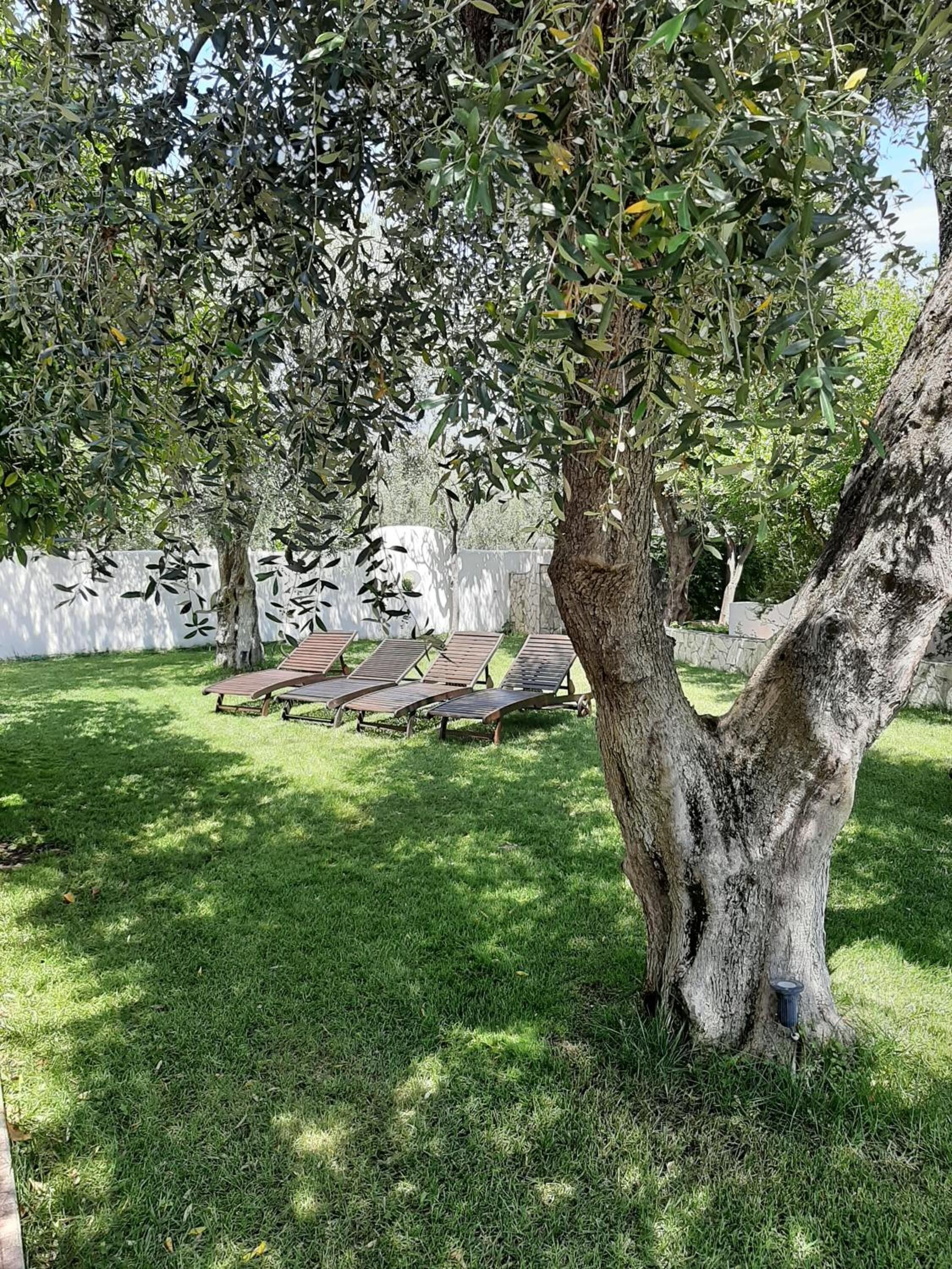 A tree-lined outdoor area with a grassy lawn and several wooden lounge chairs.