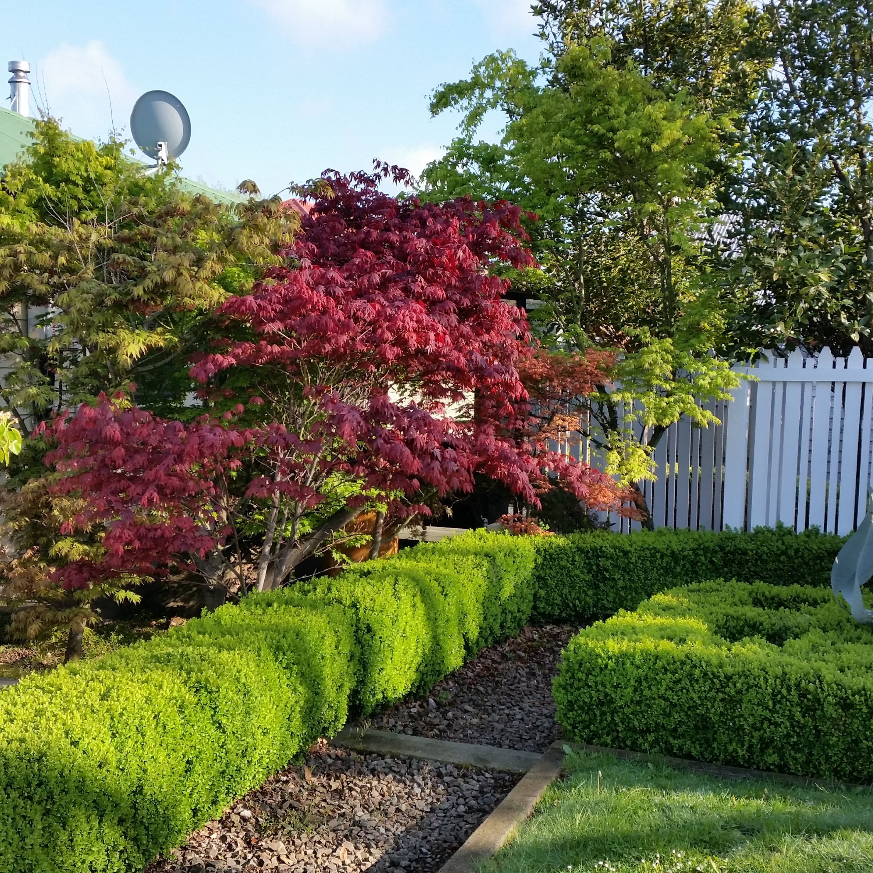 A garden with a red-leafed tree, green hedges, and a white picket fence.