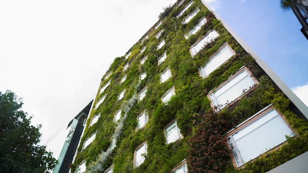 Un edificio alto con numerosas ventanas, algunas cubiertas de vegetación.