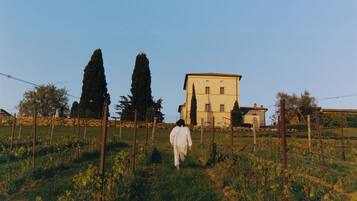 A person walking in a vineyard with a building in the background.