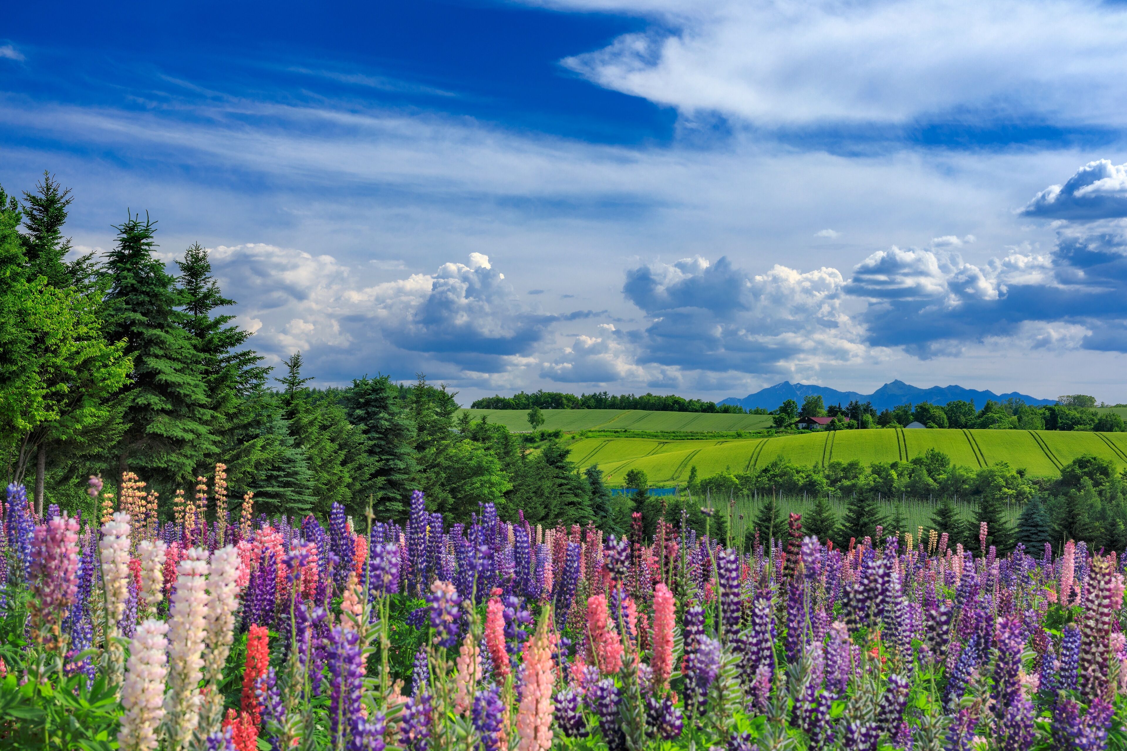 A field of vibrant purple and pink flowers with a backdrop of green trees and a clear blue sky.