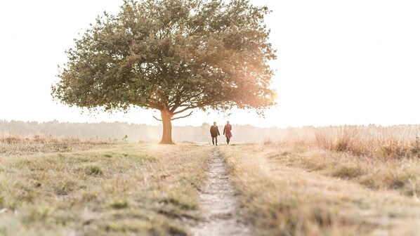 Un camino que lleva a un gran árbol en un campo cubierto de hierba.
