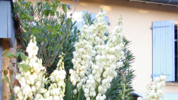 A plant with white flowers in front of a building with a blue shutter and a chair outside. - La Cognee (Cugnaux)