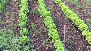 A garden with rows of lettuce plants. - Casamediterranea (Itri)