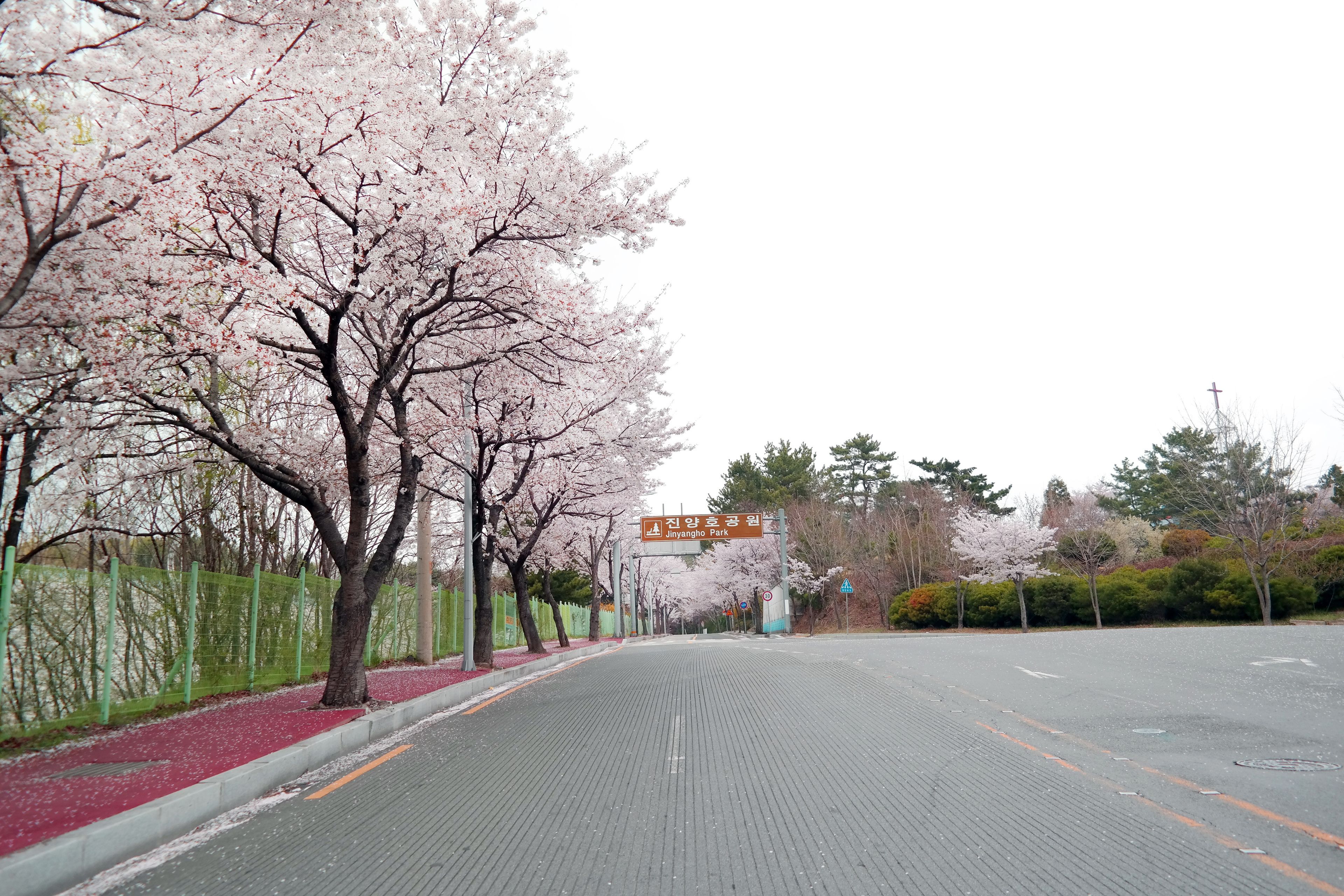 Un carrer amb albercs de cirera i un senyal que indica el Parc Jiayang.