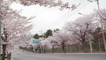 A road lined with cherry blossom trees and a green fence.