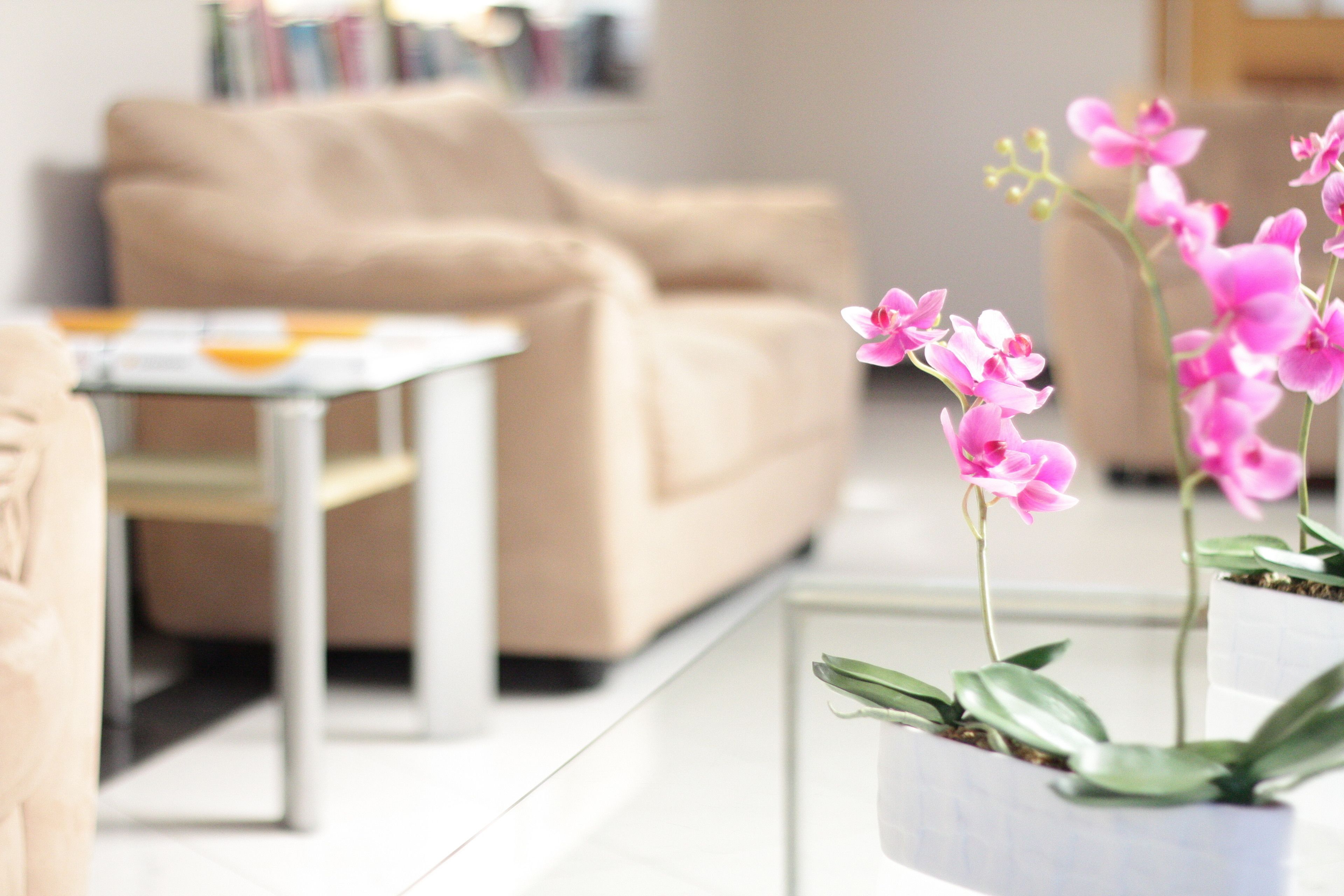 Un salon moderne avec un canapé beige, une table basse en verre et une plante orchidée en pot.