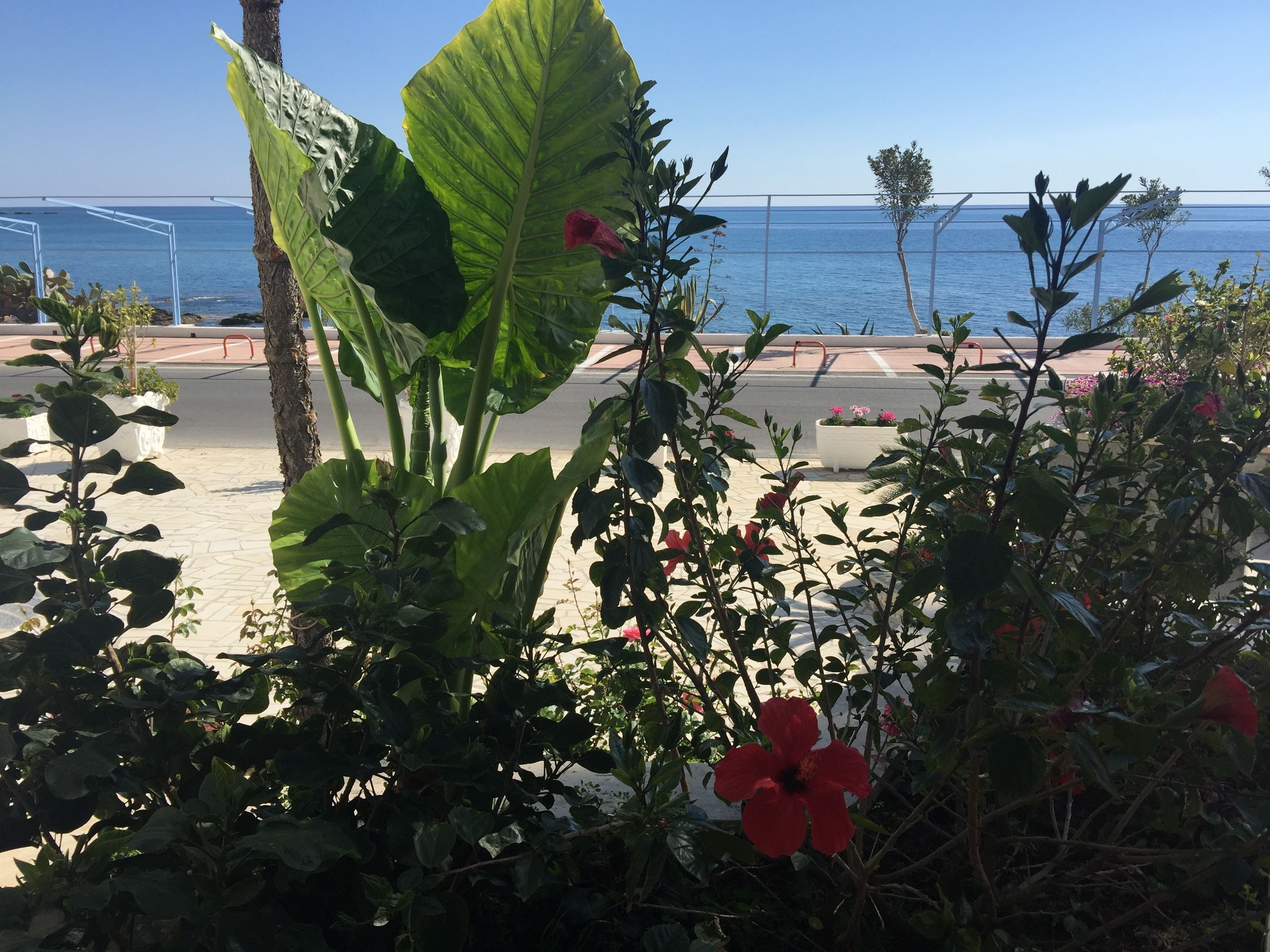 Un jardín con hojas verdes grandes y flores rojas, un camino empedrado y vista al mar.