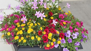 Planter negre rectangular ple de flors de diversos colors, col·locat sobre una superfície de formigó.