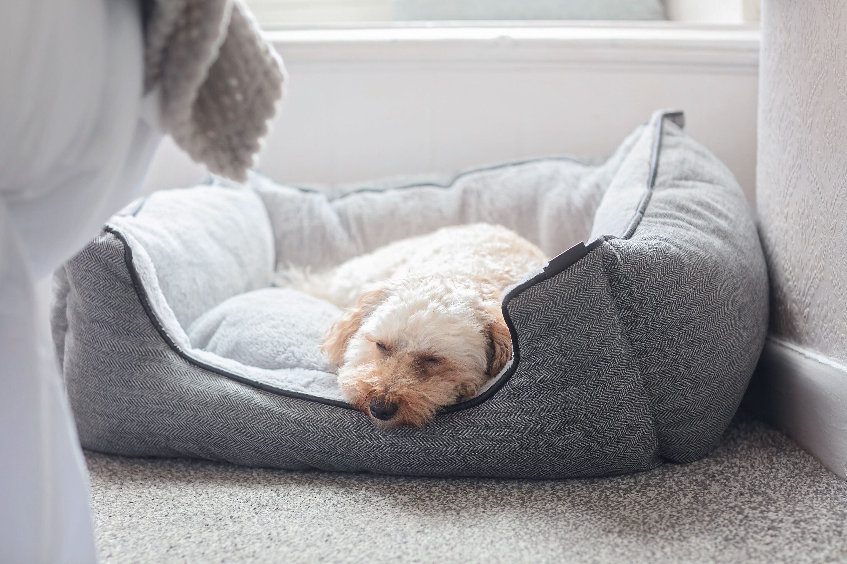 A small dog resting in a grey pet bed by a window.