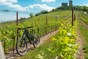 Un vignoble avec des rangées de vignes et un vélo garé au premier plan.