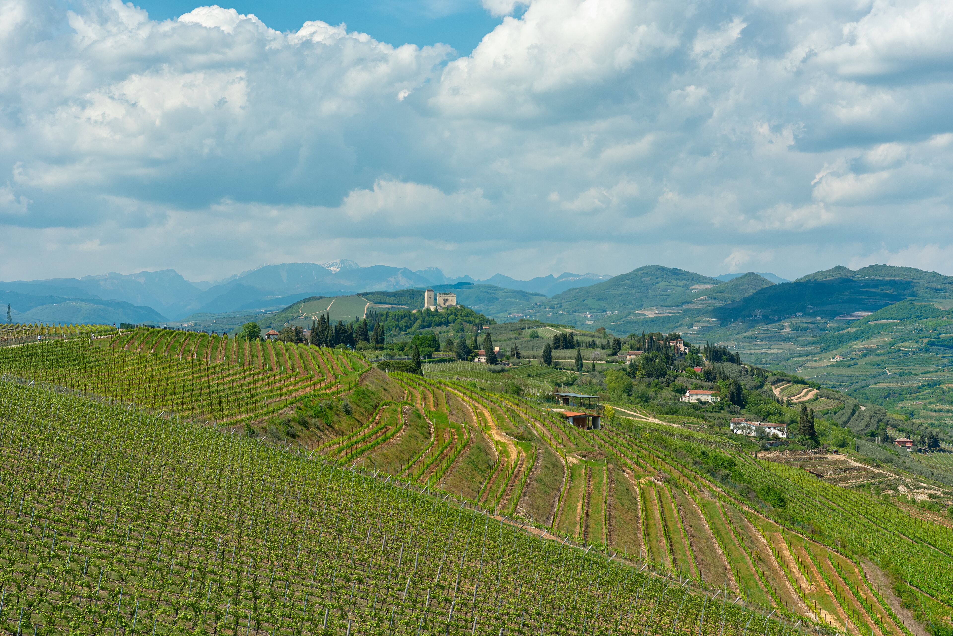 apartment, 1 bedroom, vineyard view, annex building (check in 2-6 pm) | view from room