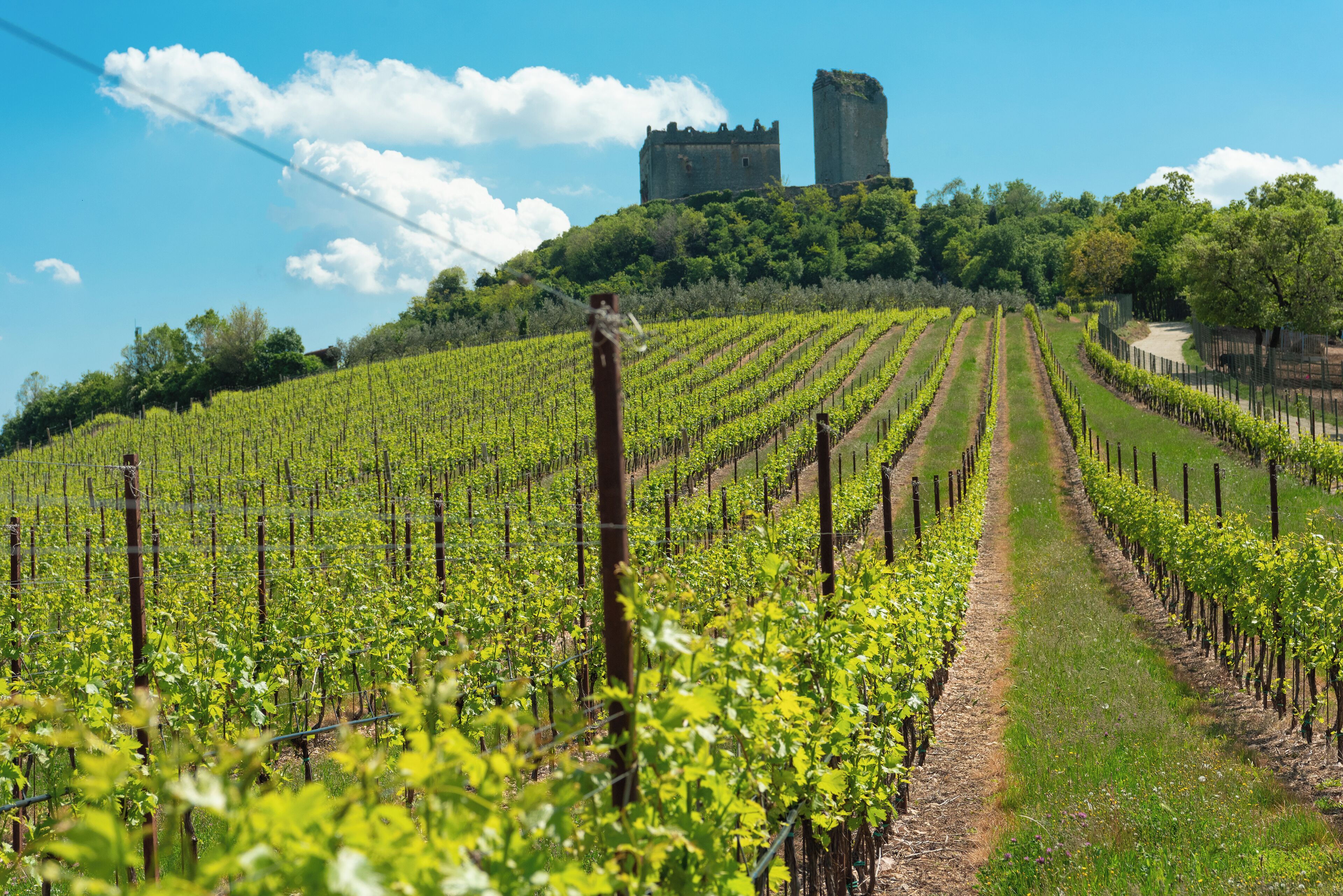 Un vigneto con file di viti e un castello sullo sfondo.