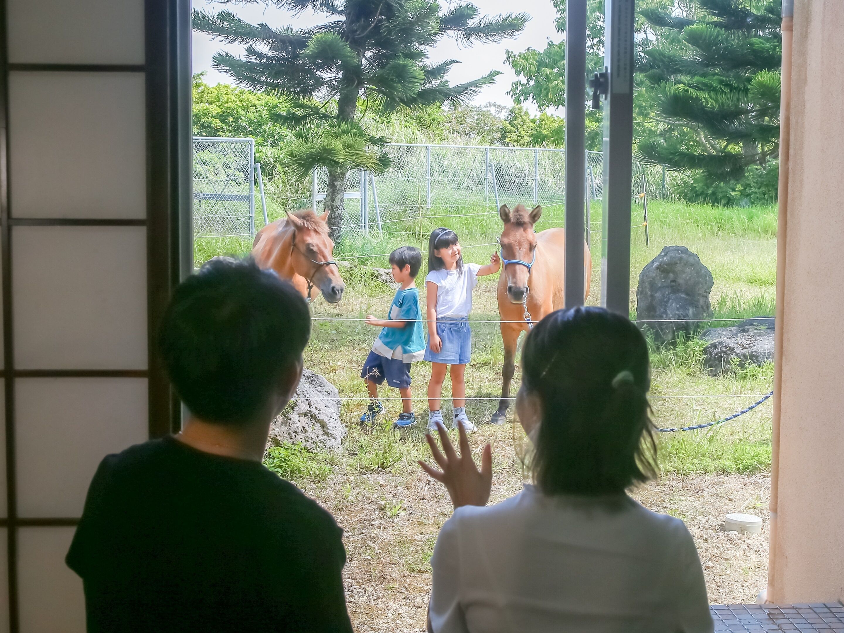 A group of people observing horses through a glass barrier at an outdoor facility.