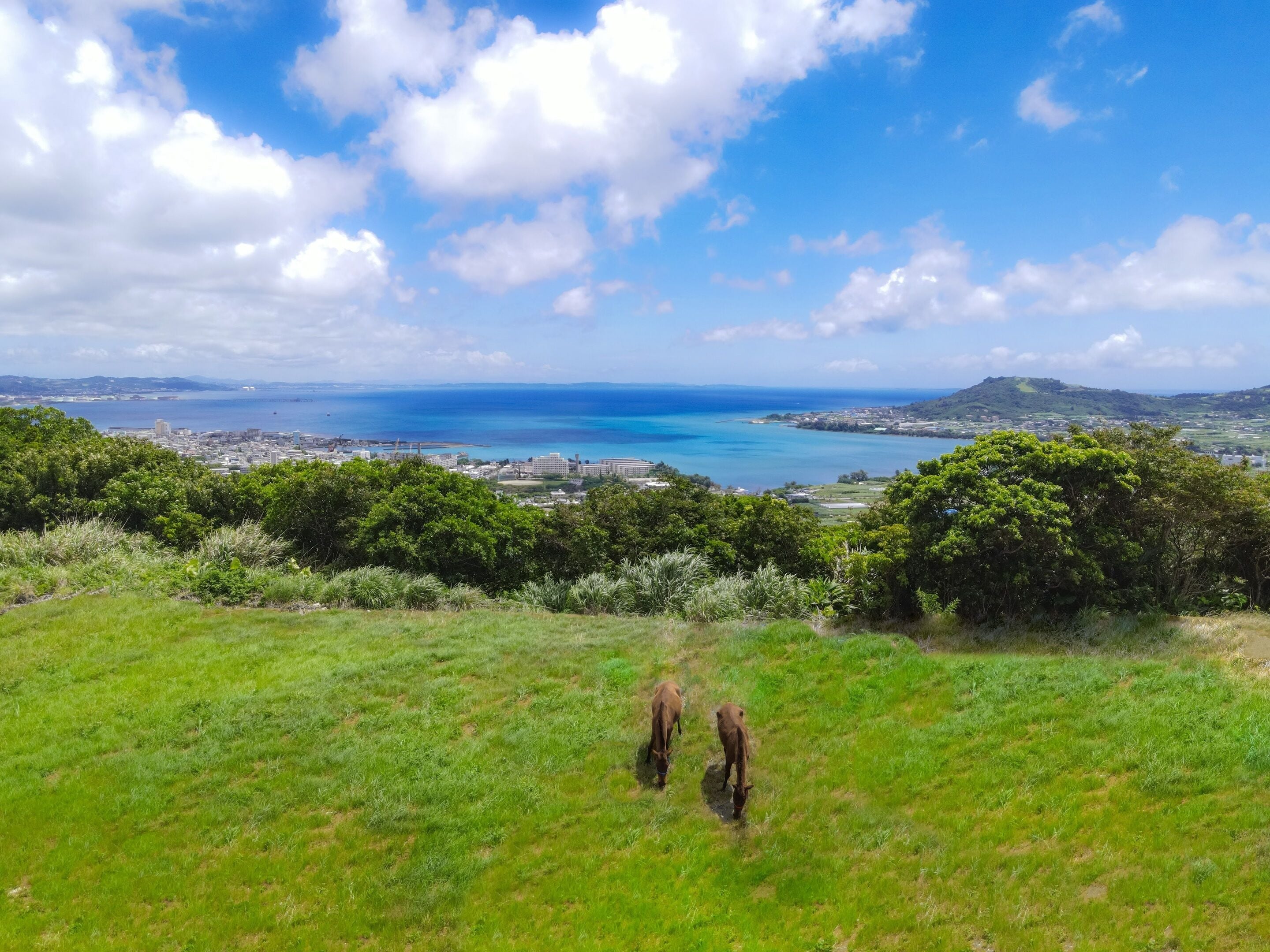 A coastal landscape with a view of the sea and a city in the distance.