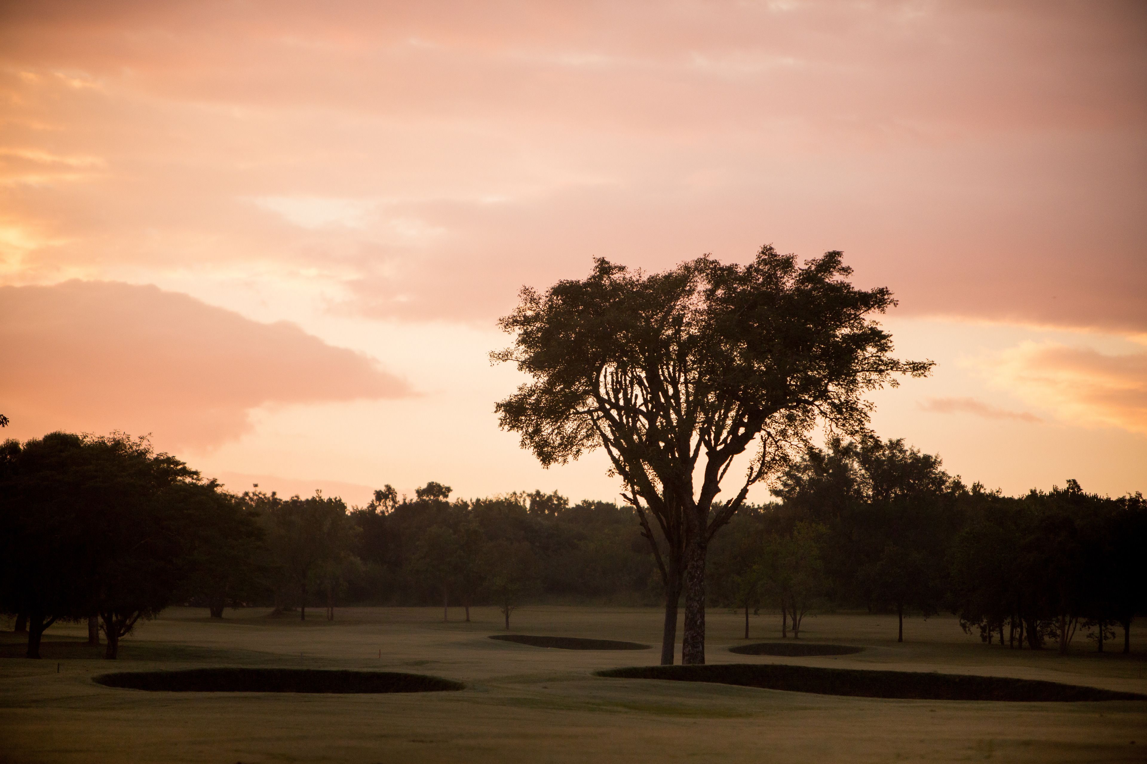 A tree in a park with a sunset in the background.