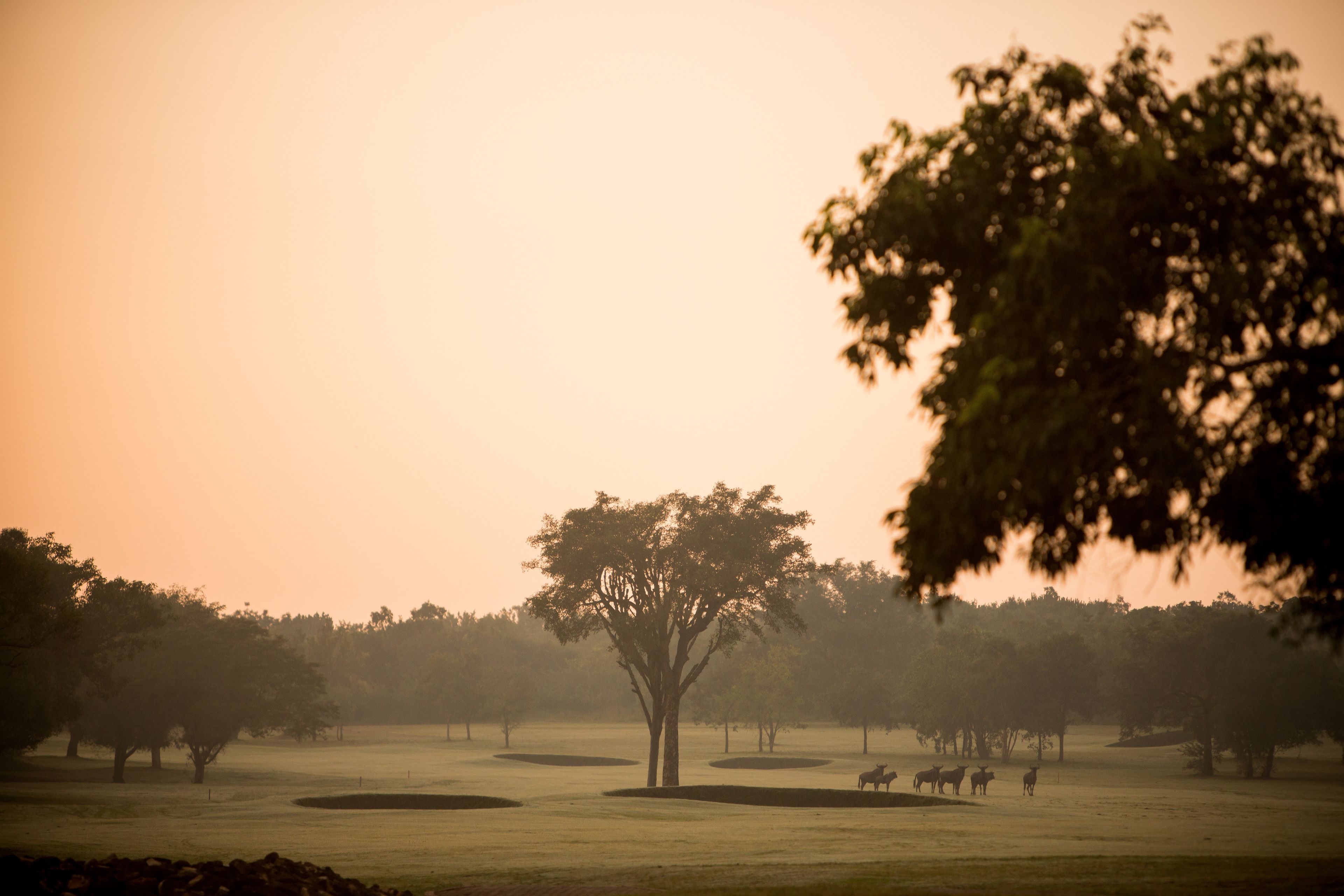 A tree in a field with a few animals in the background.