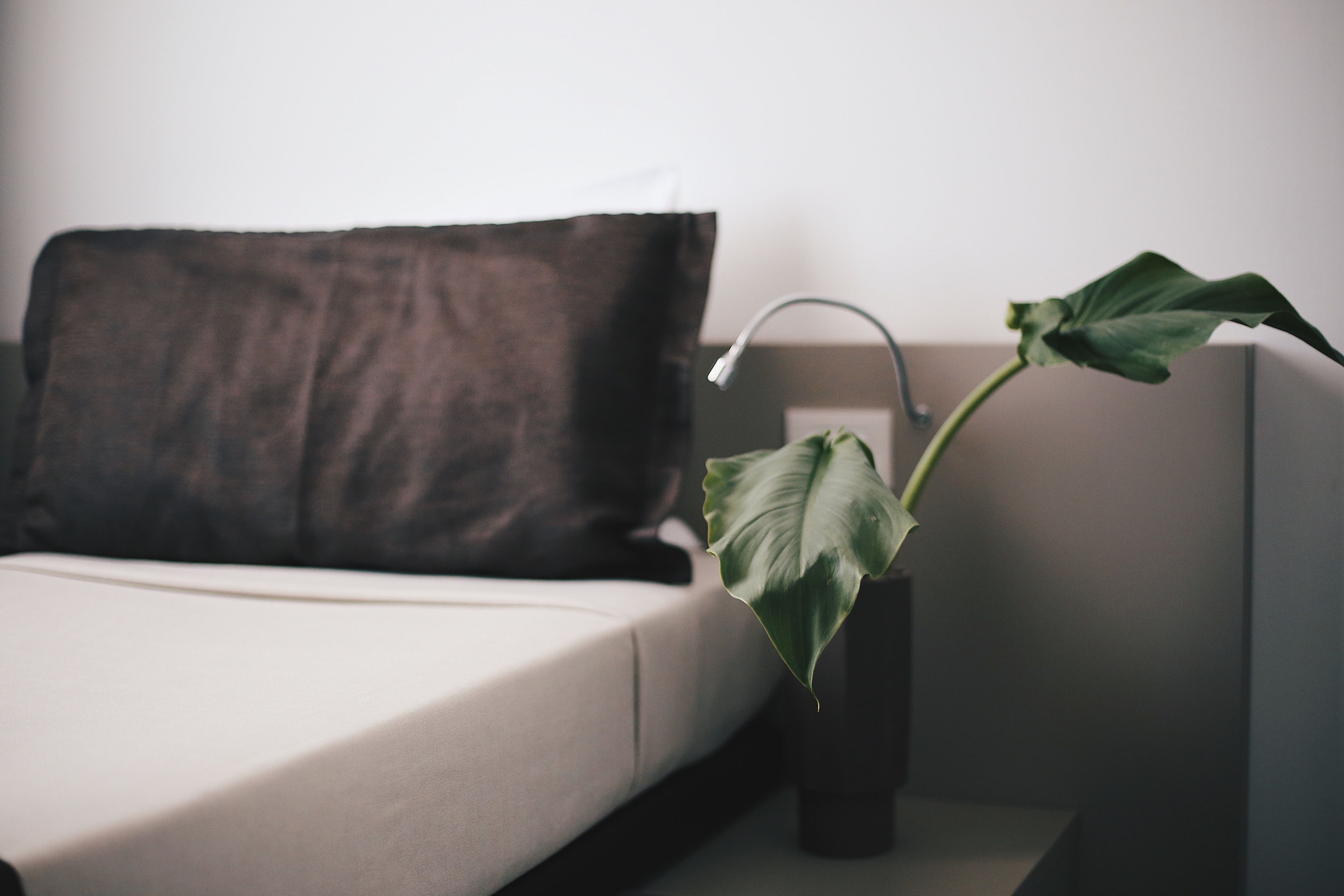 Una cama con un almohadón oscuro, una pequeña planta en maceta y una lámpara fijada a la pared.