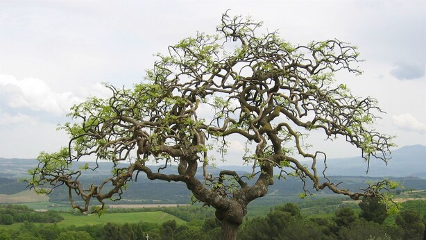 A tree with a complex branch structure in a landscaped area with a stone bench and table. - Fattoria Nuova Pievanella (Civitella Paganico)