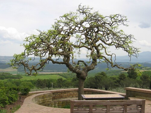 Fattoria Nuova Pievanella