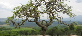 諾瓦皮瓦內拉農場