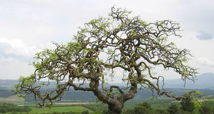 Fattoria Nuova Pievanella