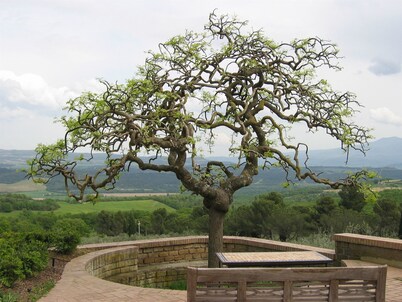 Fattoria Nuova Pievanella