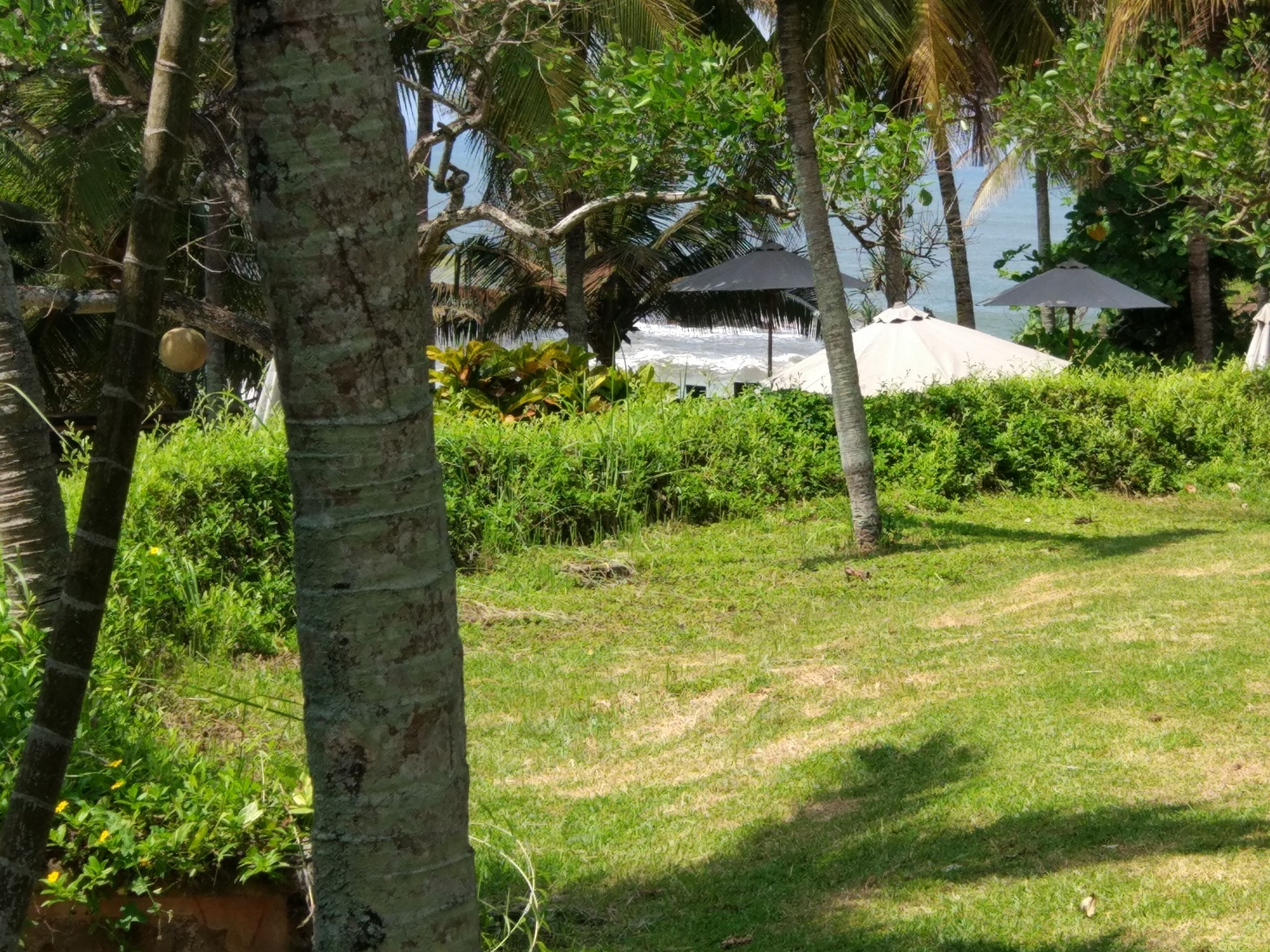 A tropical garden with palm trees, a thatched-roof hut, and a view of the sea.