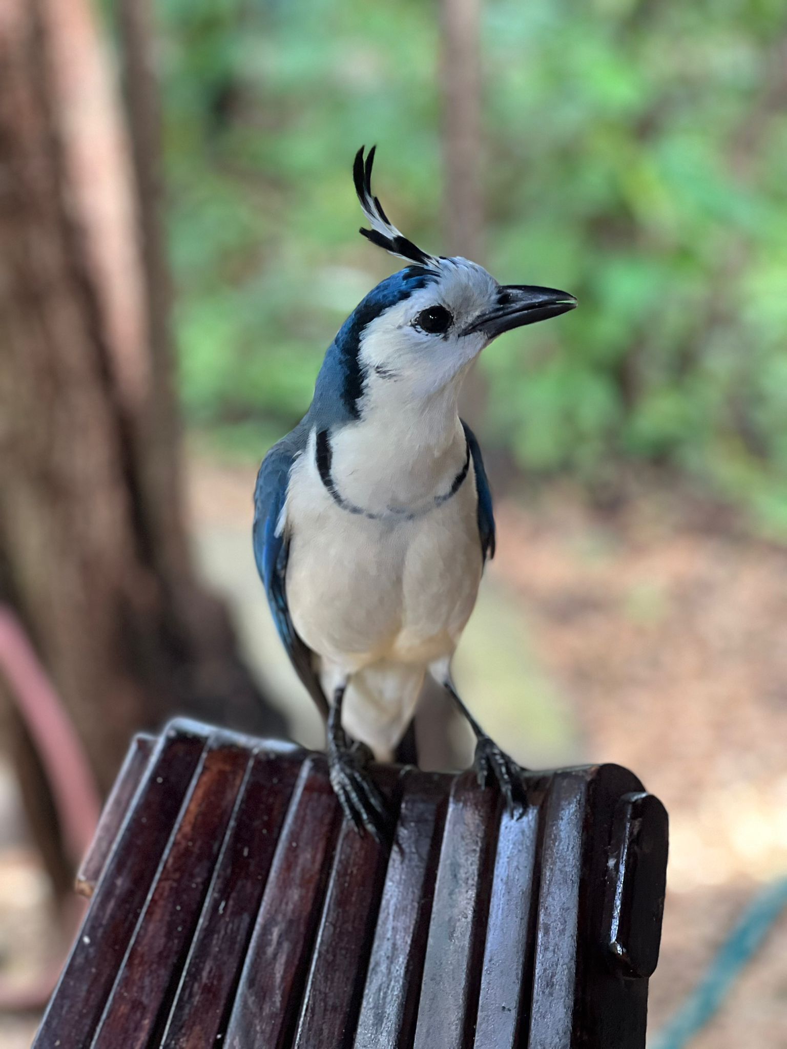 A bird perched on a wooden bench.