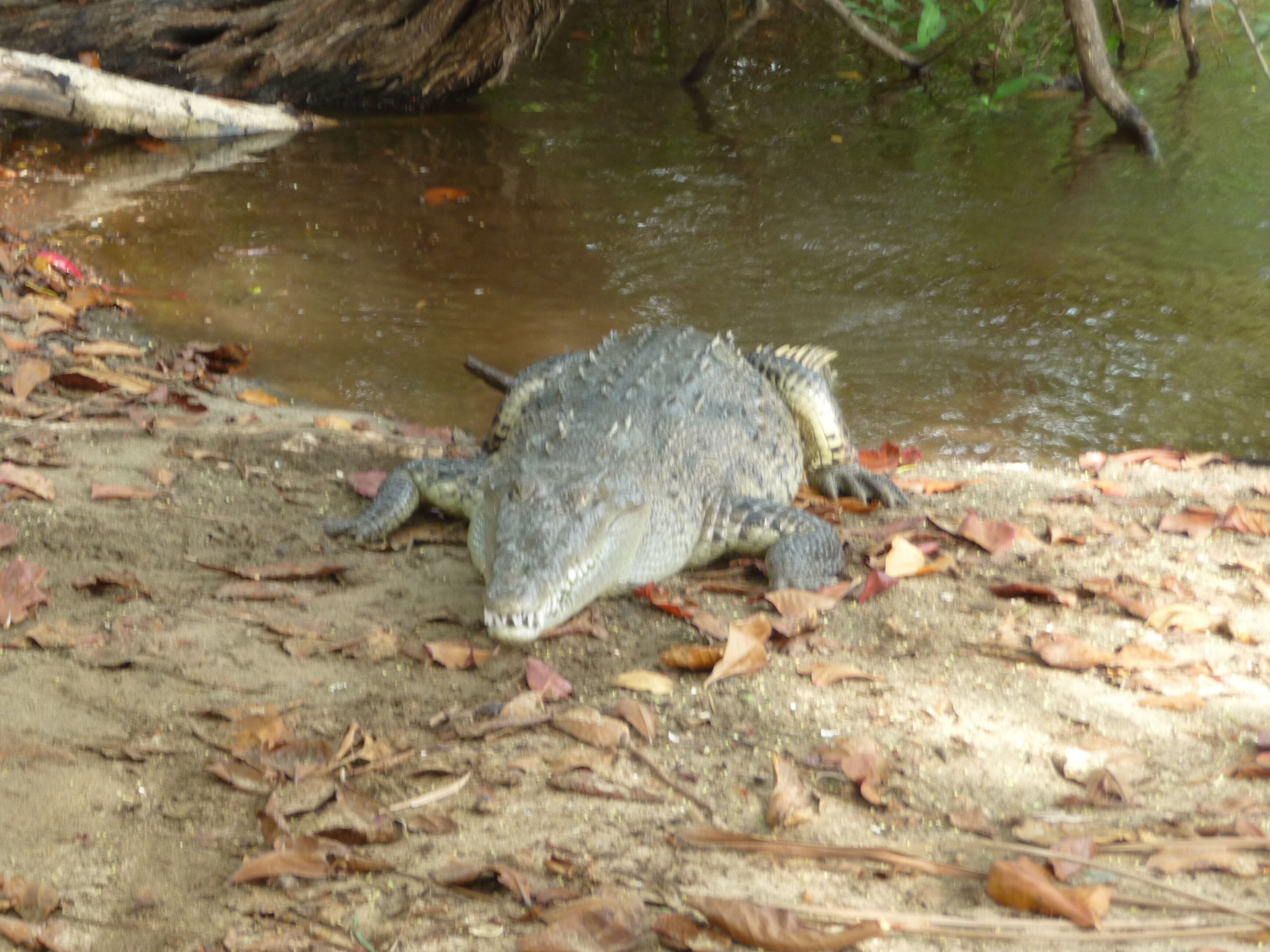 A crocodile near a muddy water body with surrounding dry leaves.