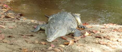 A crocodile near a muddy water body with surrounding dry leaves.