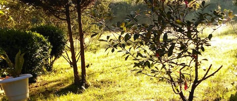 Eine rote Tasse steht auf einem weißen Tisch in einem Garten mit Gras und Bäumen.
