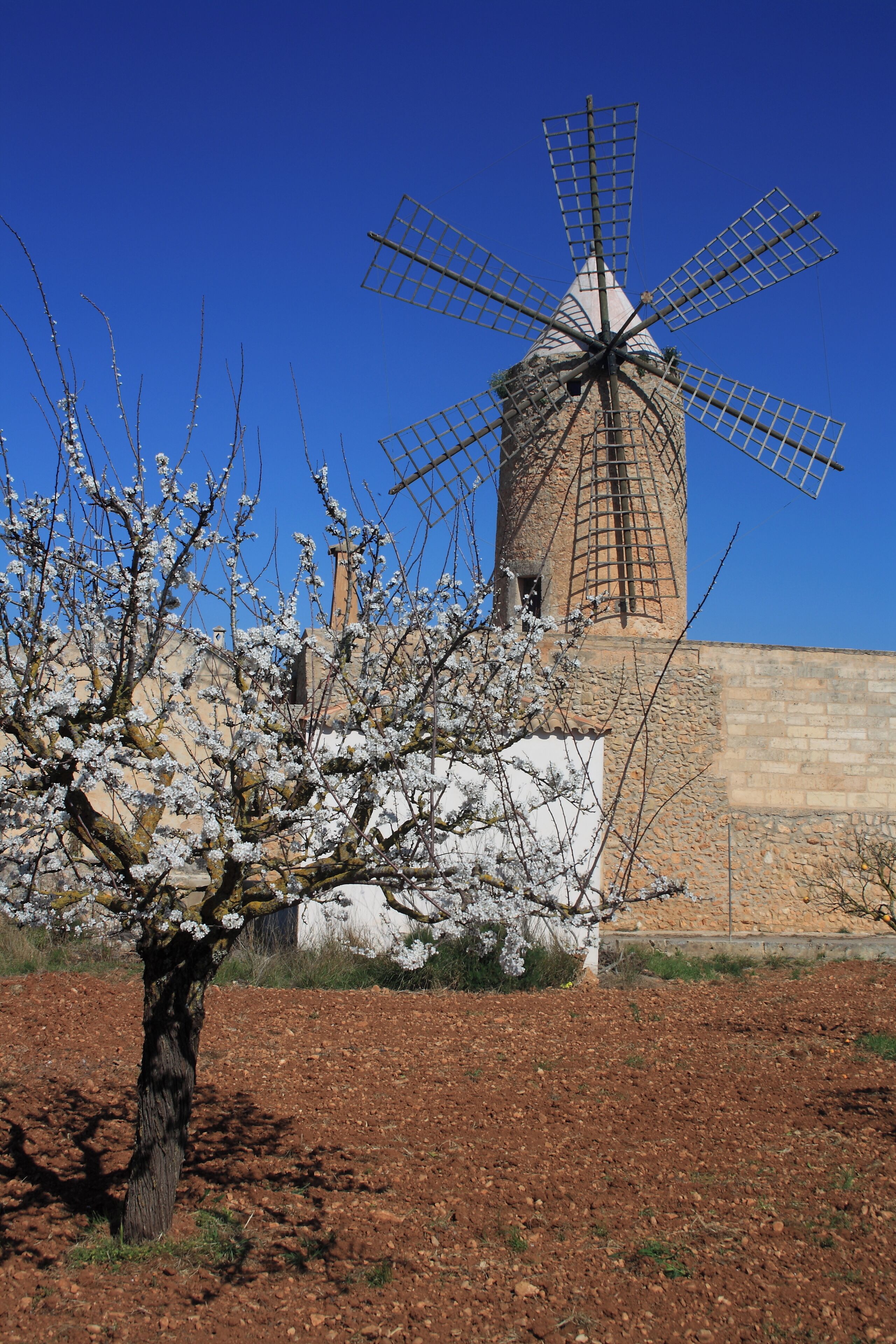 Foto - Petit Hotel Algaida