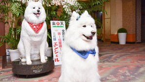 Deux statues de chiens blancs, toutes deux portant des bandanas : l’une est étiquetée « Angel » et l’autre porte un texte en japonais.