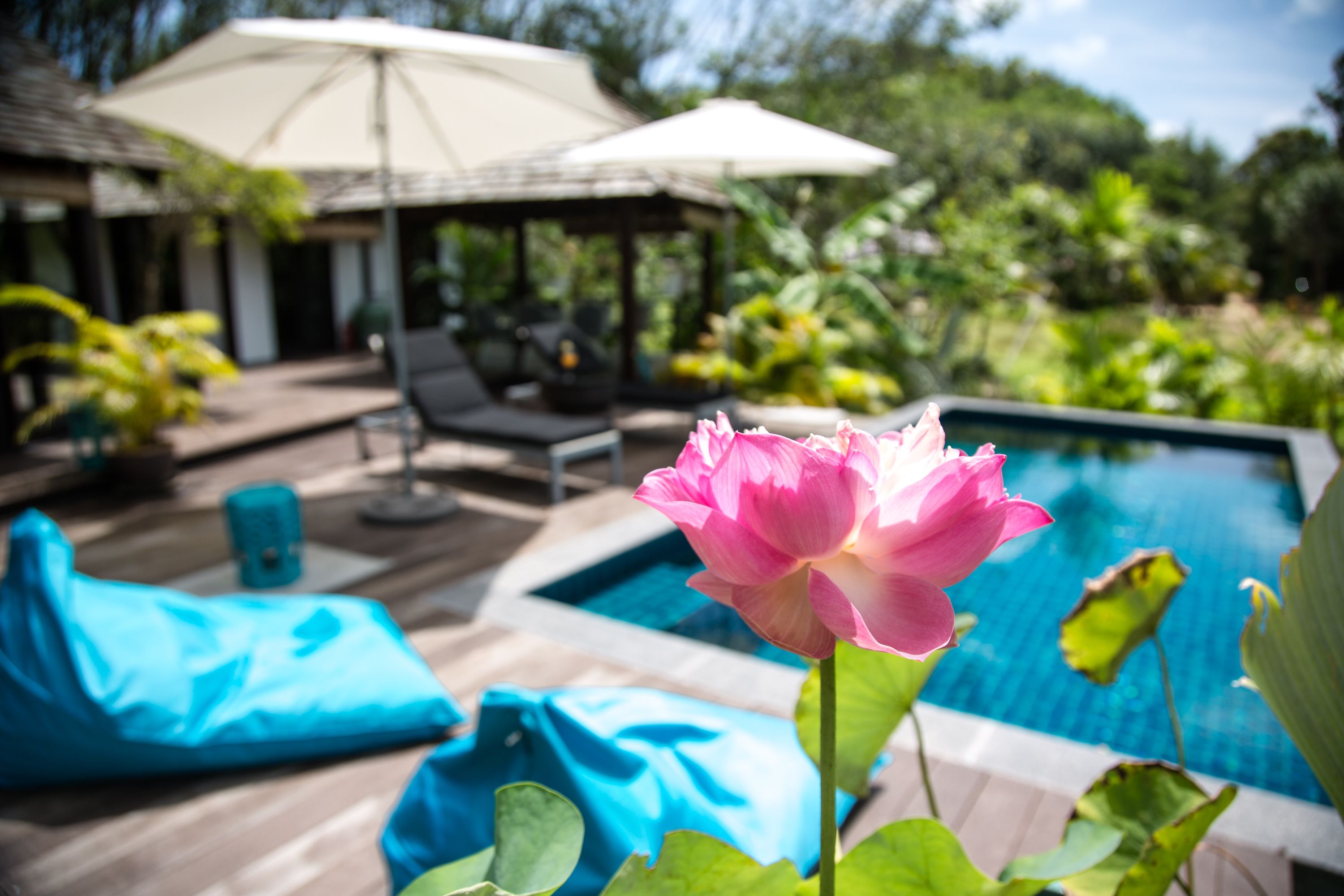 Une zone de piscine avec un lotus rose au premier plan, un espace de repos couvert et une végétation luxuriante en arrière-plan.