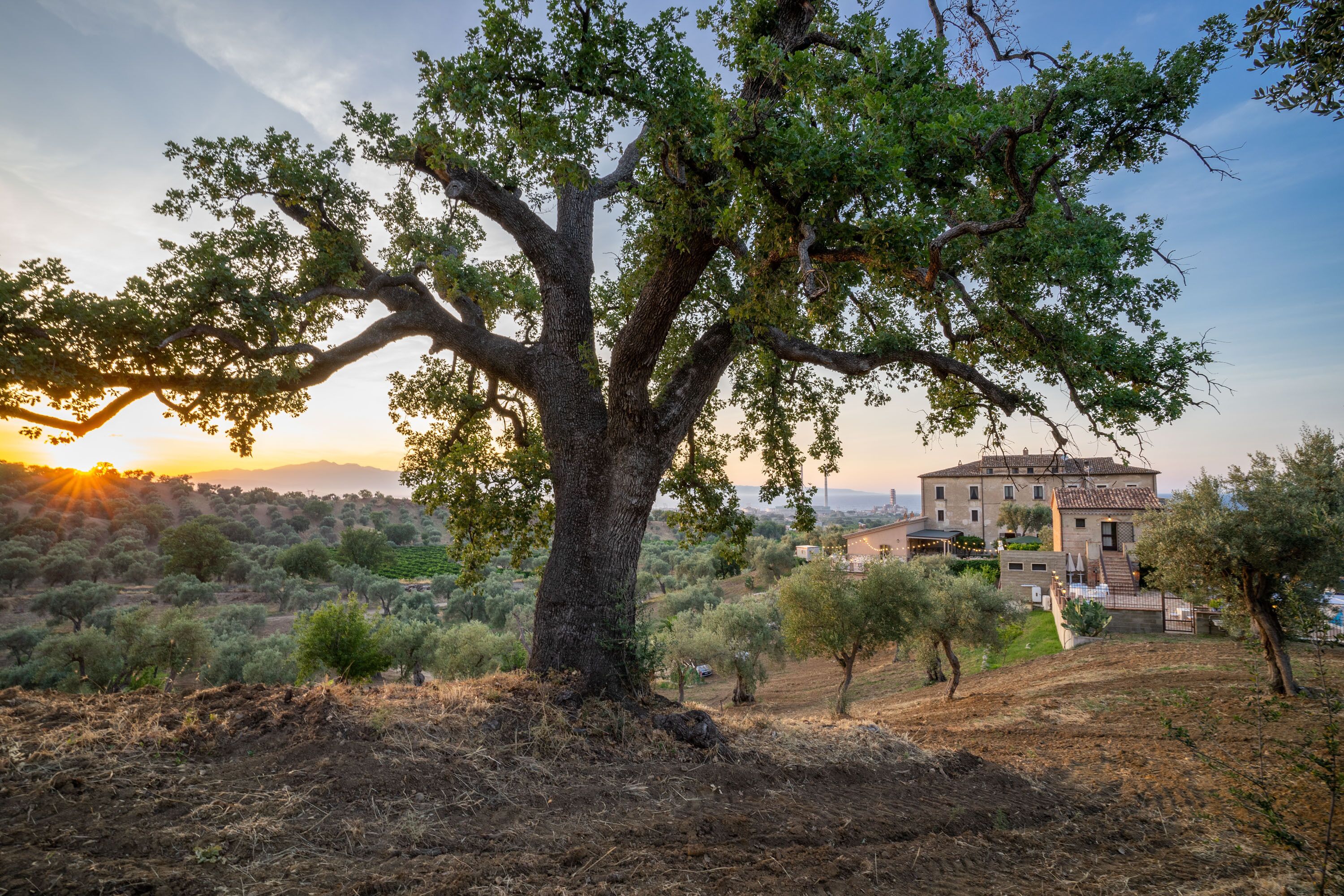 A large tree in a rural landscape with a building in the background.
