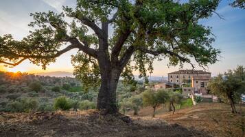Un árbol grande en un paisaje rural, con un edificio al fondo.