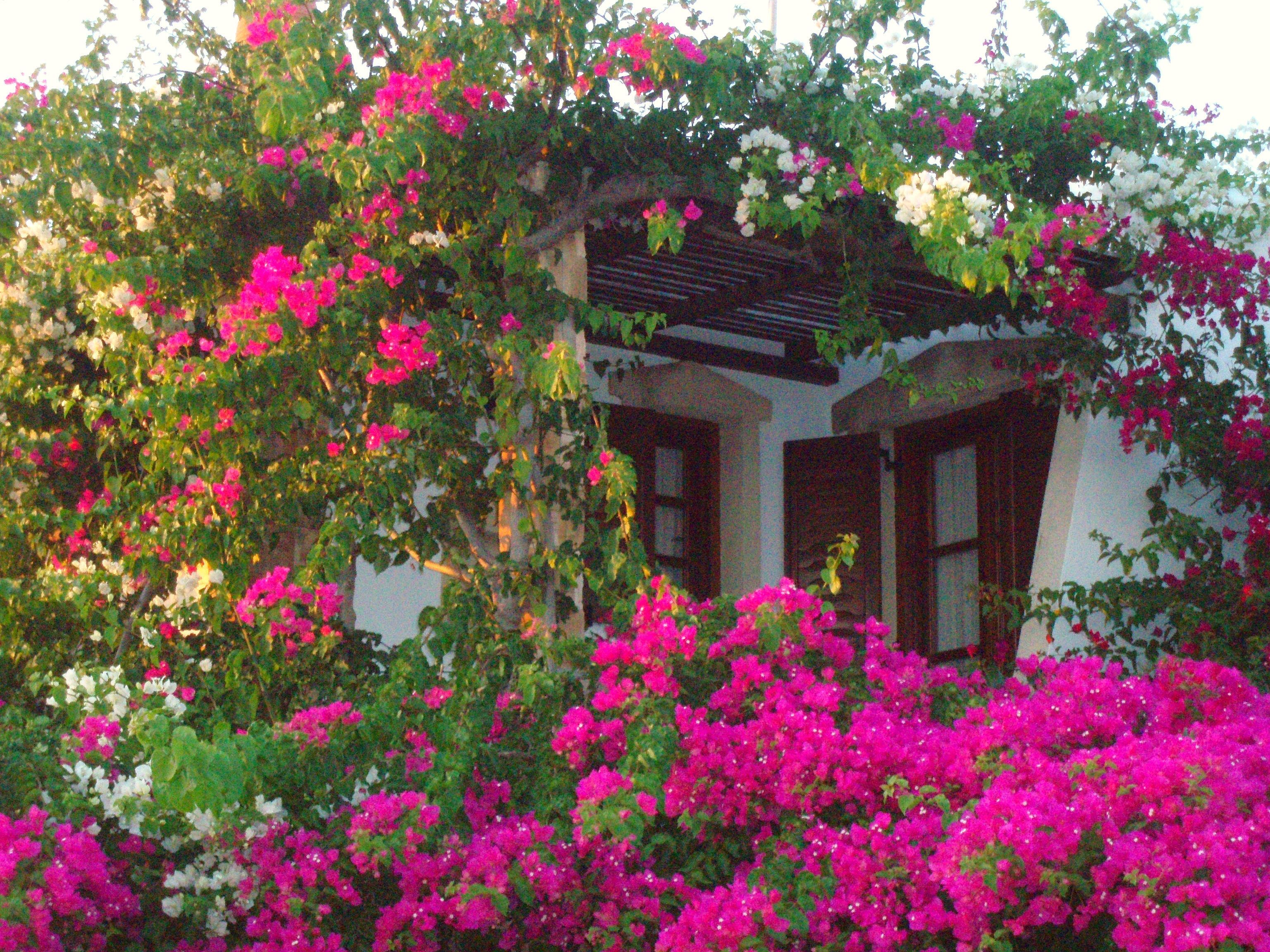 A building partially covered by vibrant pink and white flowers.