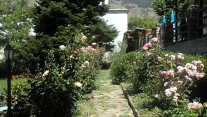 Un sendero en un jardín con plantas florecientes y un alto árbol de hoja perenne.