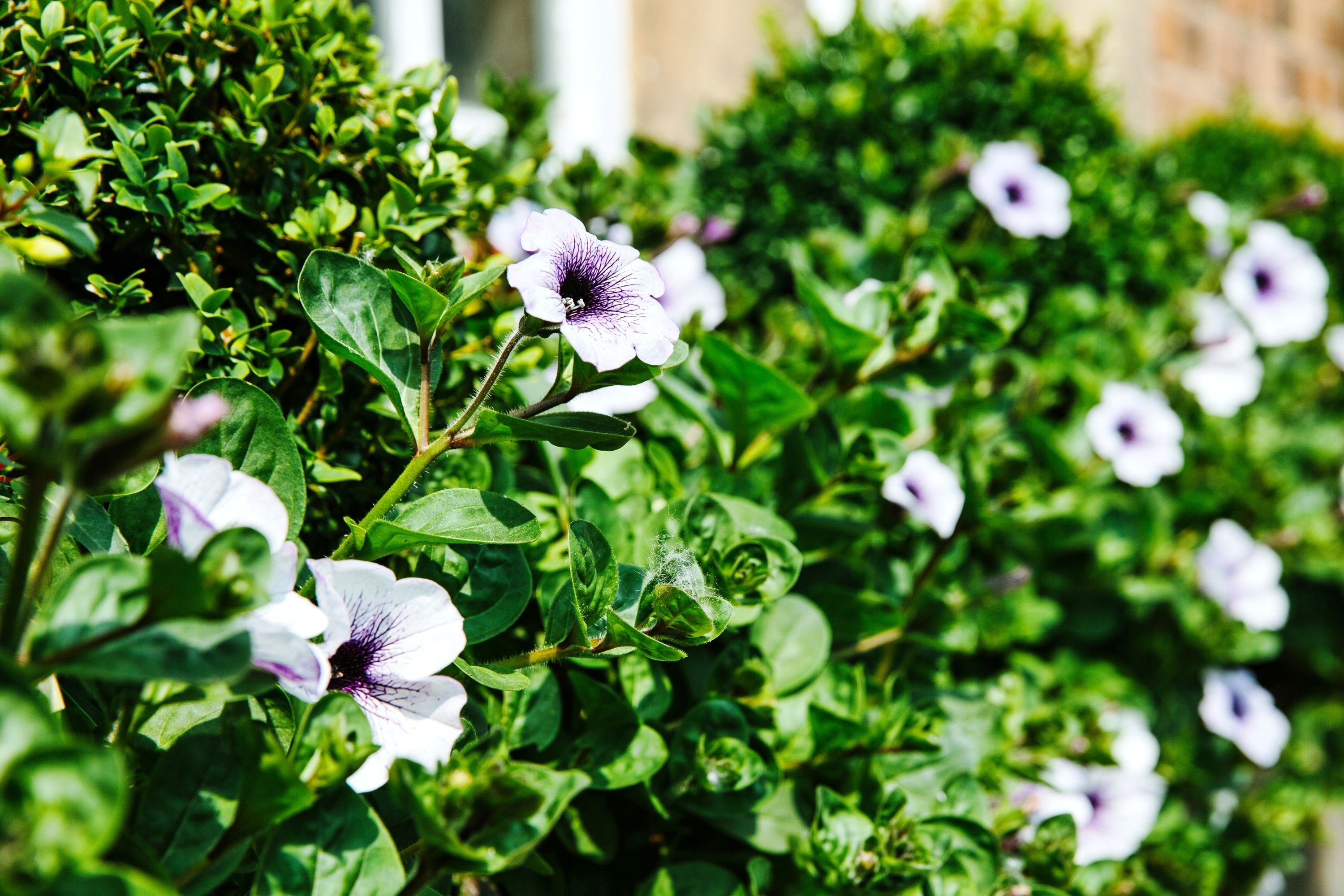 A garden with white flowers and green foliage.