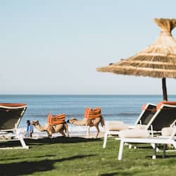 Relax on the beach with a camel ride at your fingertips.